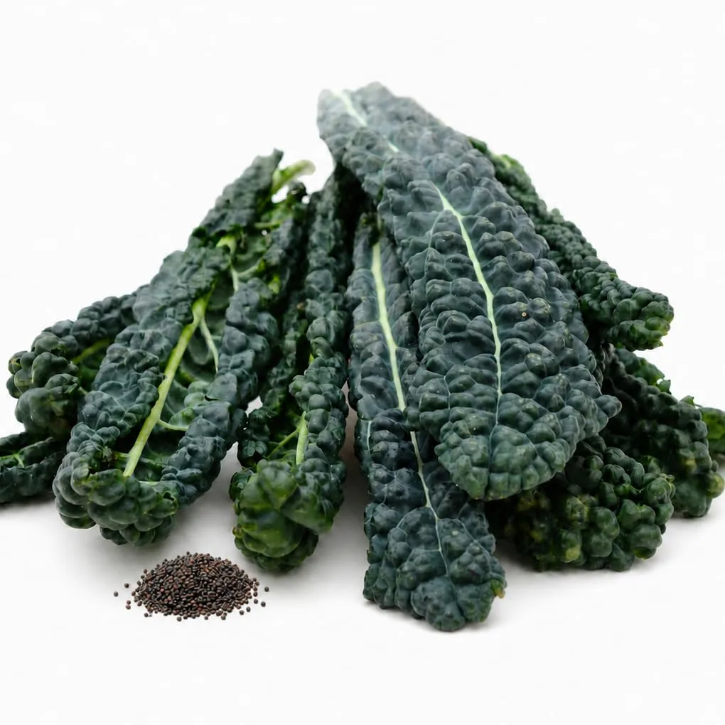 1000 Lacinato Kale Seeds for Planting - Tuscan Heirloom Dinosaur Kale, Non-GMO, USA Grown by RDR Seeds