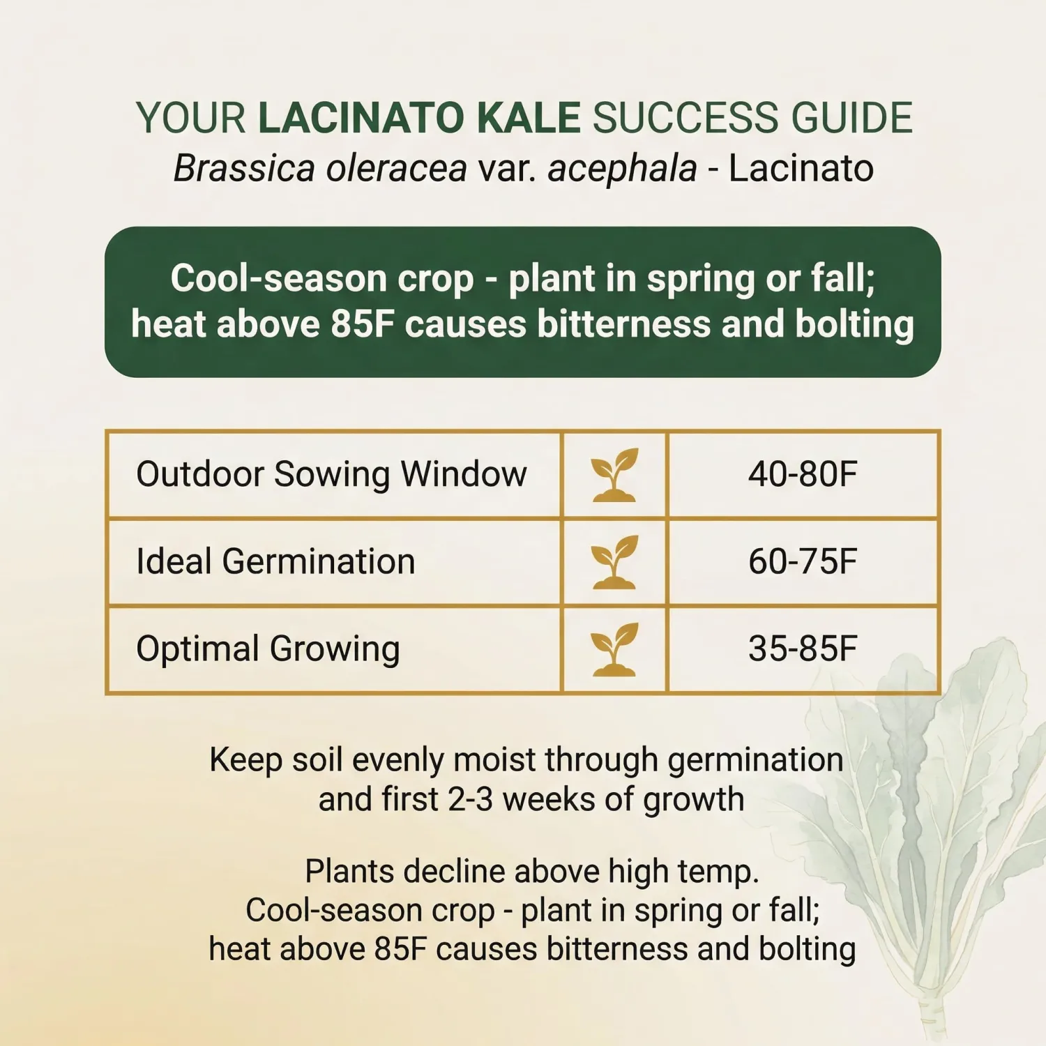 1000 Lacinato Kale Seeds for Planting - Tuscan Heirloom Dinosaur Kale, Non-GMO, USA Grown by RDR Seeds