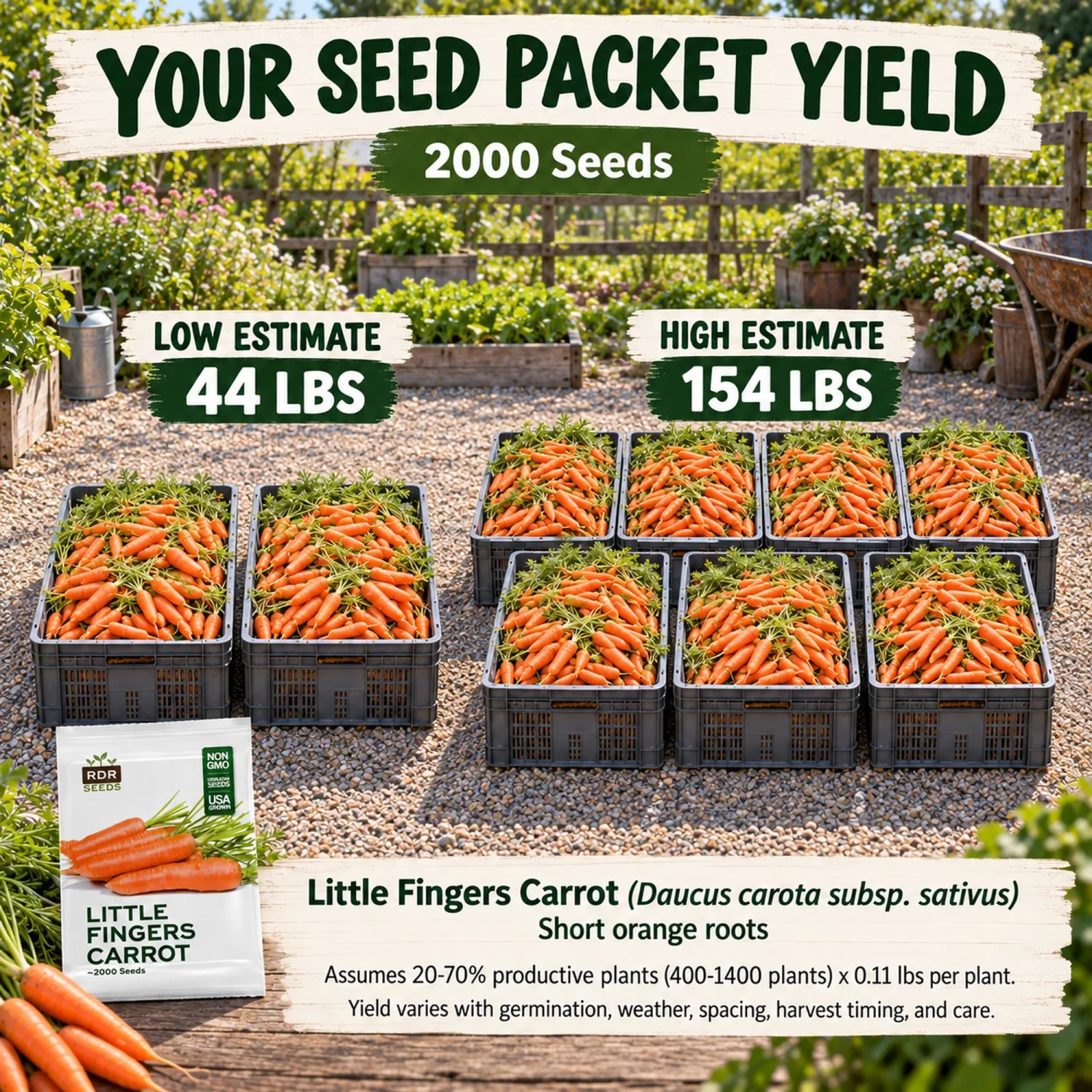 2,000 Baby Carrot Seeds for Planting - Heirloom, Little Fingers