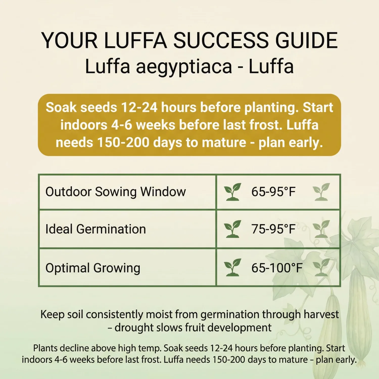 40 Loofah (Luffa) Gourd Seeds for Planting - Dual-Use Sponge and Edible Vine, Heirloom, Non-GMO, USA Grown by RDR Seeds