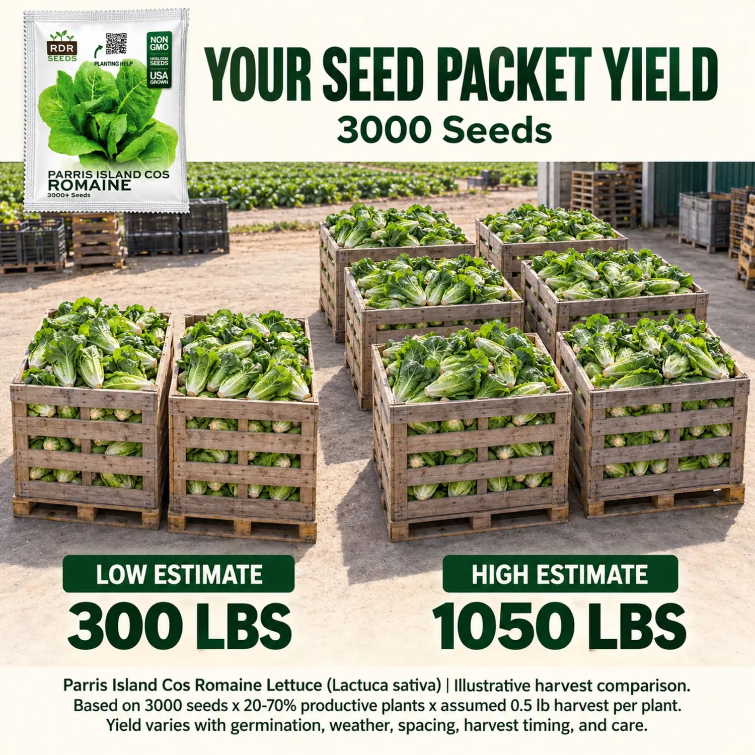 3000 Parris Island Cos Romaine Lettuce Seeds - 4+ Grams - Heirloom Non-GMO USA Grown Premium Vegetable Seeds for Planting - by RDR Seeds
