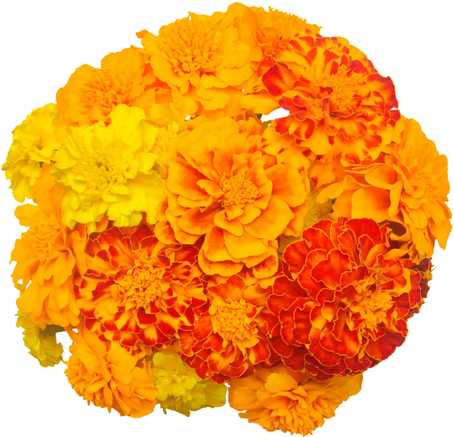 400 Marigold Seeds for Planting - Petite French Dwarf Variety - Heirloom, Non-GMO, USA Grown - Easy to Grow by RDR Seeds