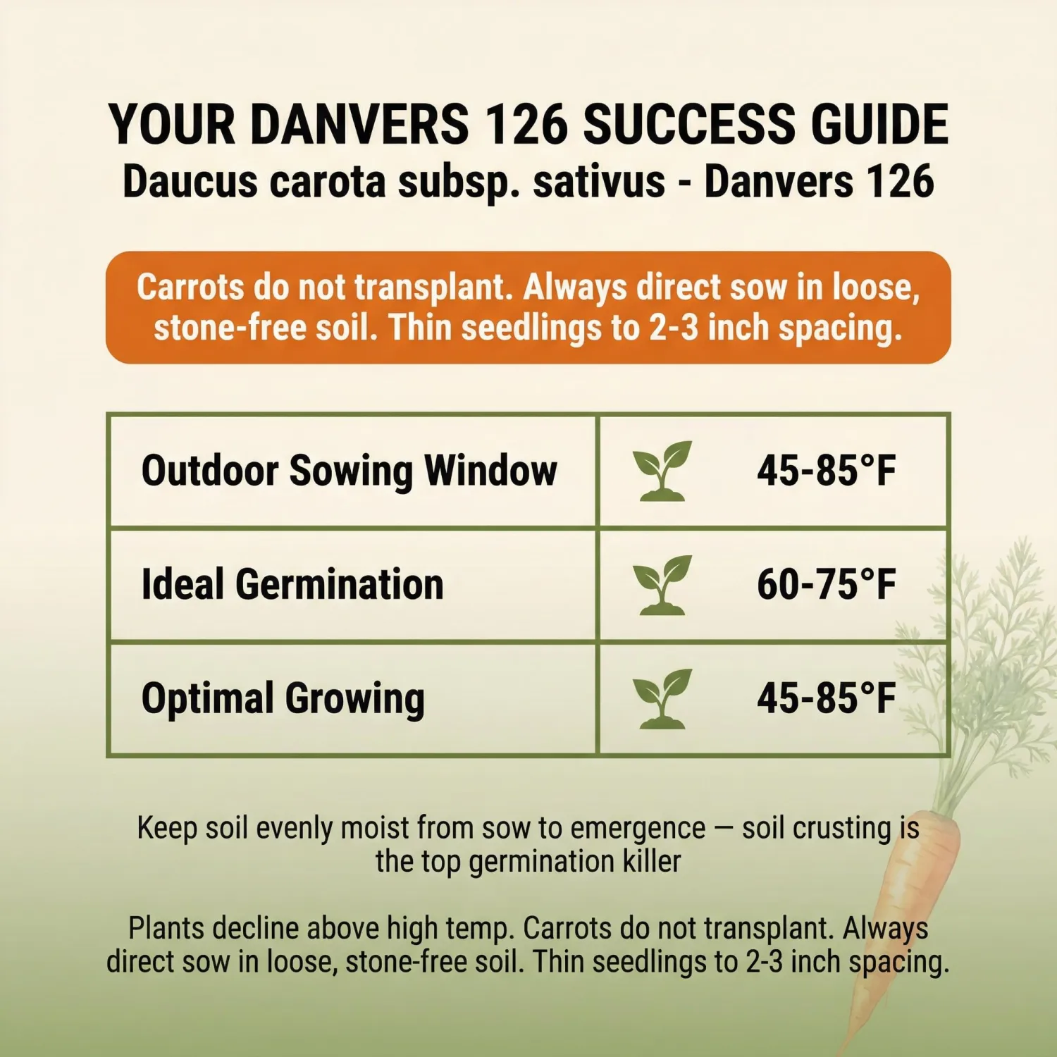 1000 Danvers 126 Carrot Seeds for Planting - Sweet Heavy-Soil Heirloom, Non-GMO, USA Grown by RDR Seeds