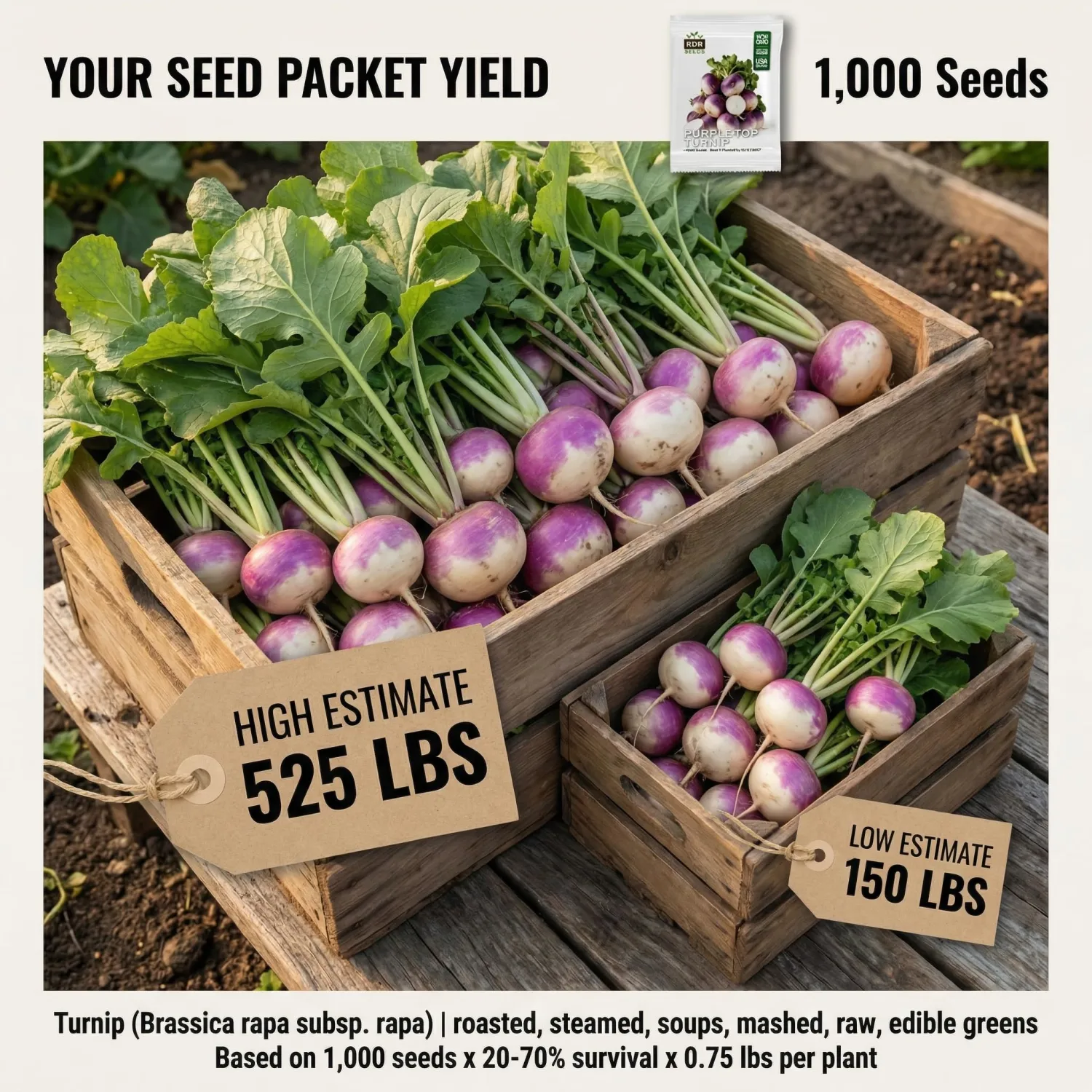 1000 Purple Top White Globe Turnip Seeds for Planting - Dual-Use Root and Greens Heirloom, Non-GMO, USA Grown by RDR Seeds