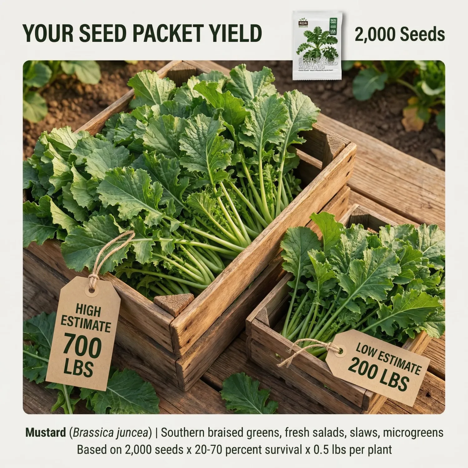 2000 Southern Giant Curled Mustard Seeds for Planting - 1935 AAS Winner, Cut-and-Come-Again Heirloom, Non-GMO, USA Grown by RDR Seeds