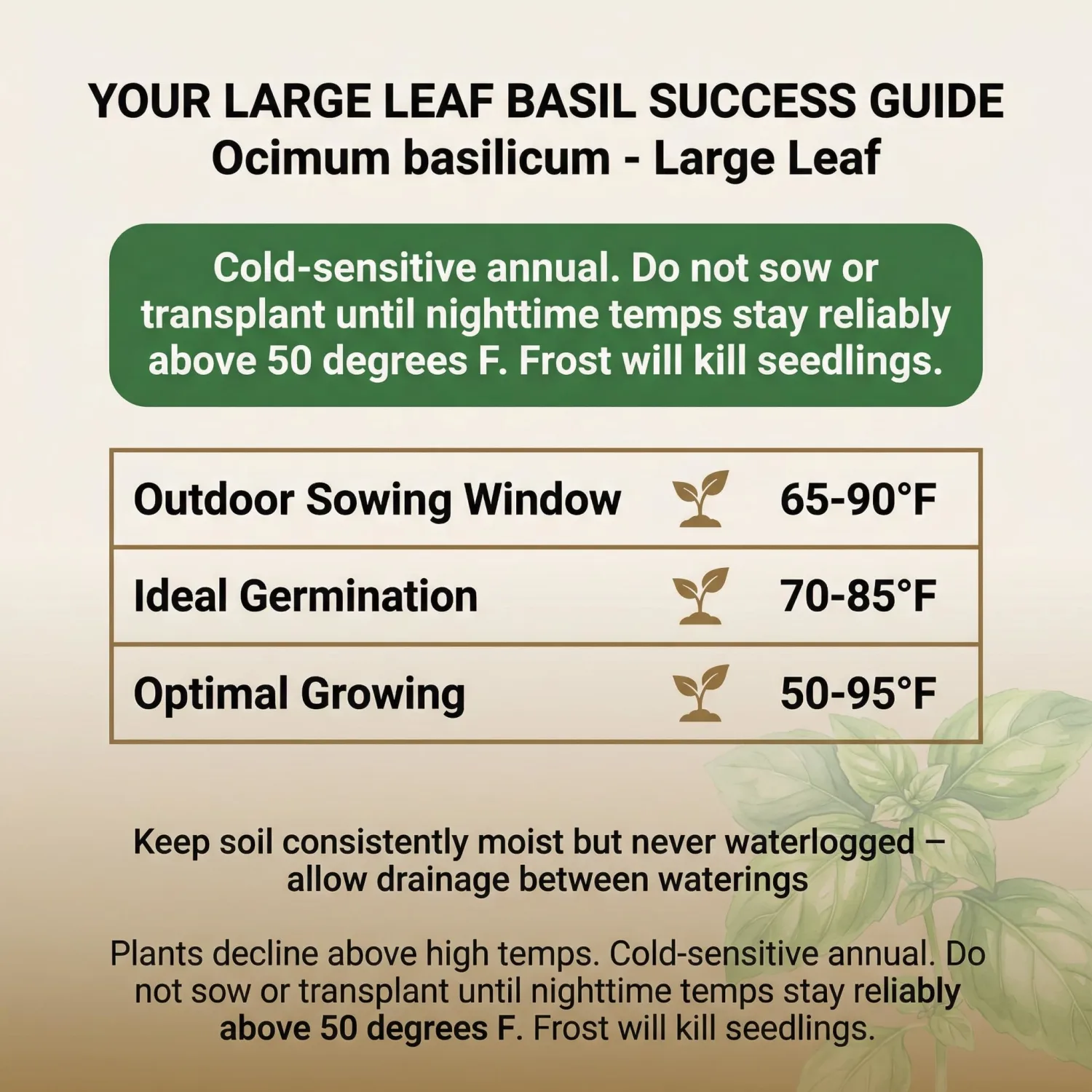 500 Italian Large Leaf Basil Seeds for Planting - Sweet Basil, Broad Aromatic Leaves, Cut-and-Come-Again Heirloom, Non-GMO, USA Grown by RDR Seeds