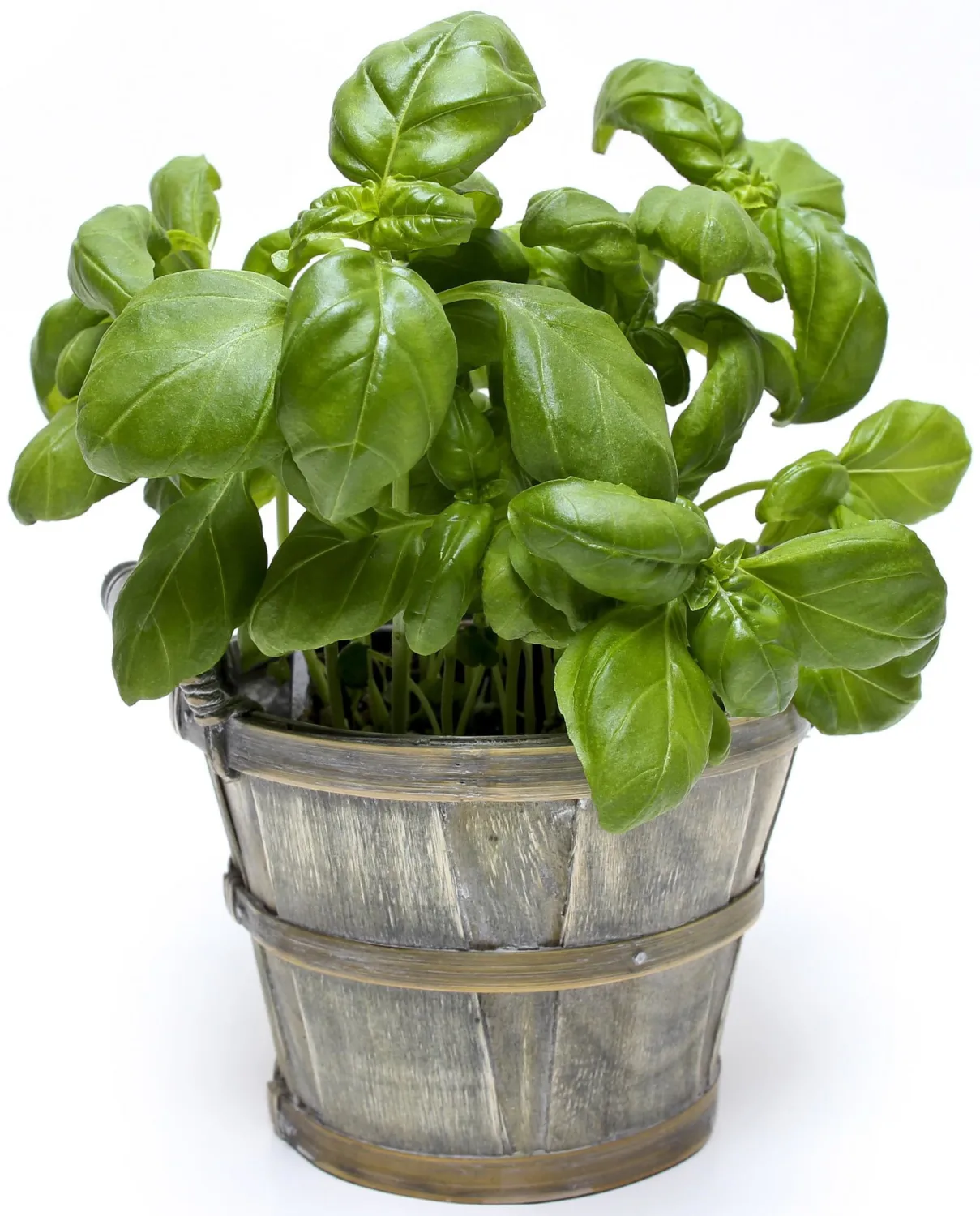 500 Italian Large Leaf Basil Seeds for Planting - Sweet Basil, Broad Aromatic Leaves, Cut-and-Come-Again Heirloom, Non-GMO, USA Grown by RDR Seeds