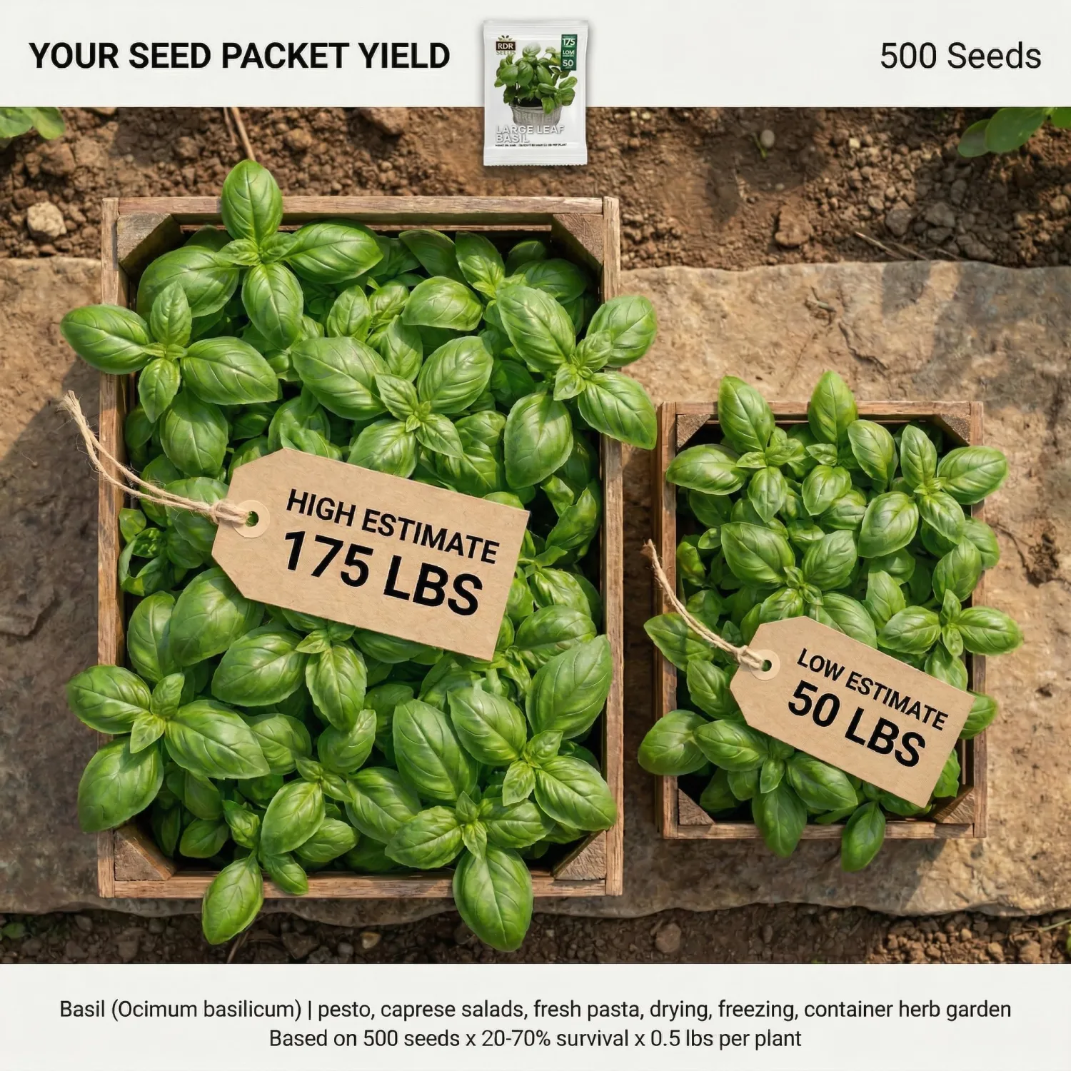 500 Italian Large Leaf Basil Seeds for Planting - Sweet Basil, Broad Aromatic Leaves, Cut-and-Come-Again Heirloom, Non-GMO, USA Grown by RDR Seeds