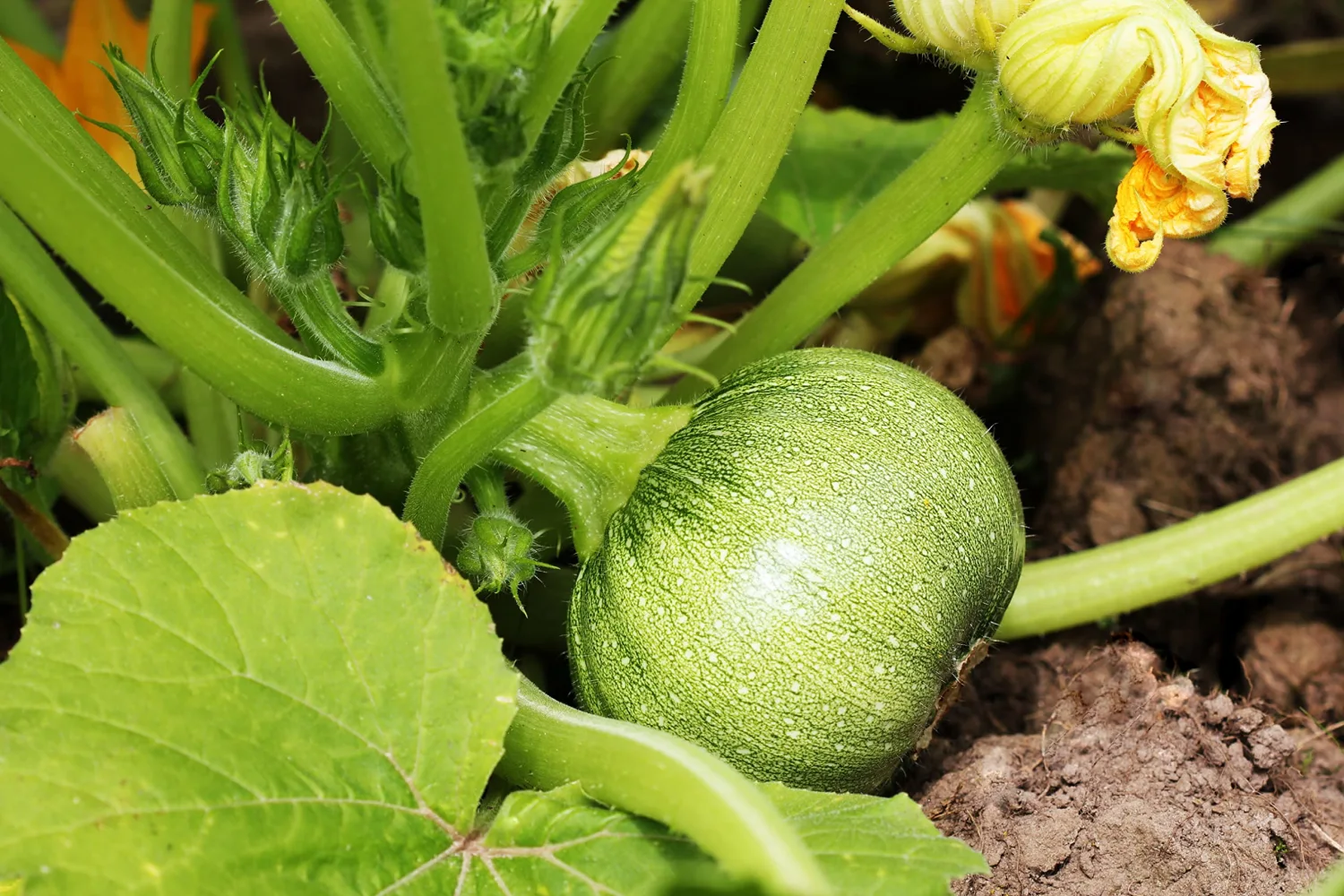 30 Round Zucchini Seeds for Planting - Heirloom, Non-GMO, USA Grown Seeds in Premium Waterproof Packaging with Plant Information and Instructions - Cucurbita Pepo