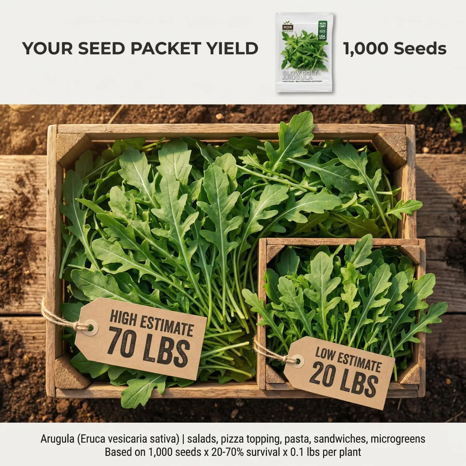 1000 Arugula Seeds for Planting - Slow Bolt Heirloom, Extended Harvest, Non-GMO, USA Grown by RDR Seeds