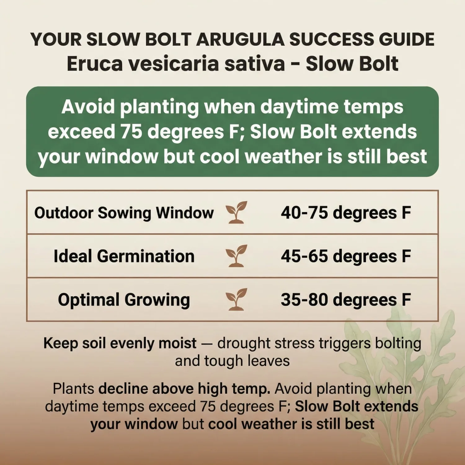 1000 Arugula Seeds for Planting - Slow Bolt Heirloom, Extended Harvest, Non-GMO, USA Grown by RDR Seeds
