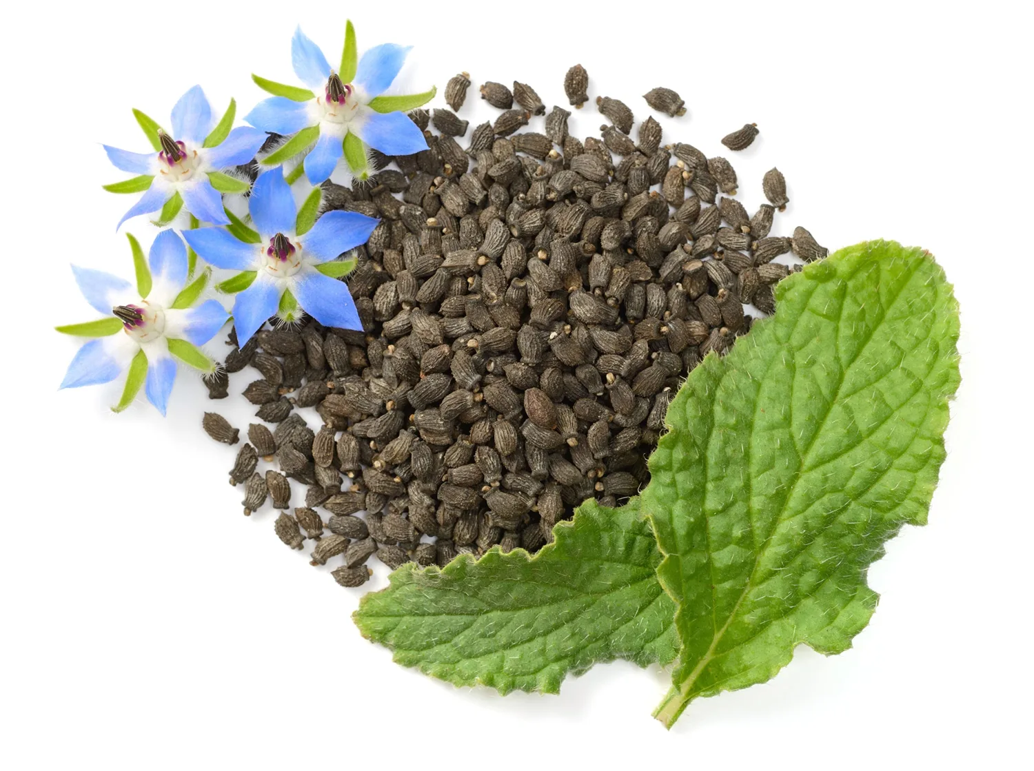 Borage Seeds - Starflower - Heirloom Non-GMO Herb Seeds for Planting an Herb Garden - 100 Seeds - Borago Officinalis - by RDR Seeds