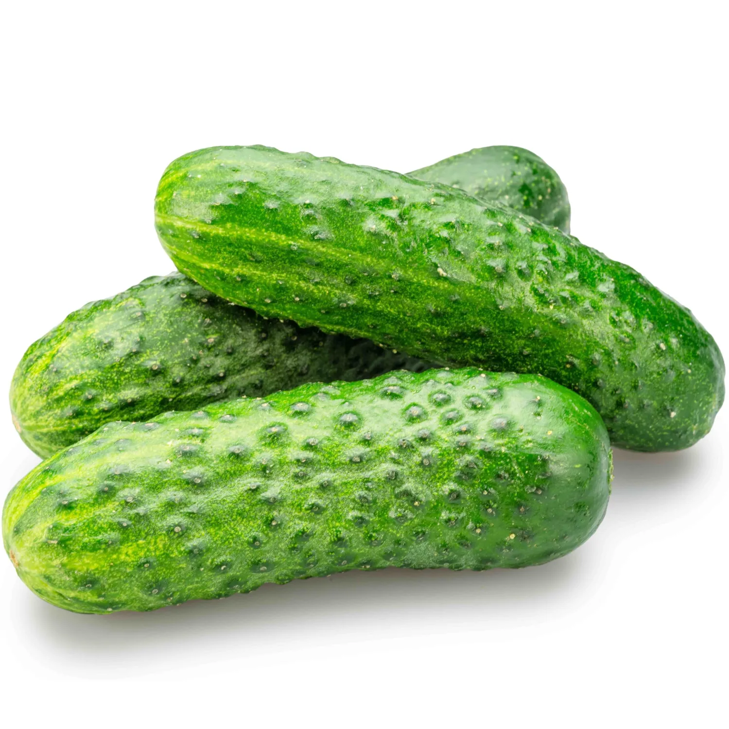 50 Boston Pickling Cucumber Seeds for Planting - Heirloom, Non-GMO, USA Grown - Crisp 3-5" Fruits - RDR Seeds