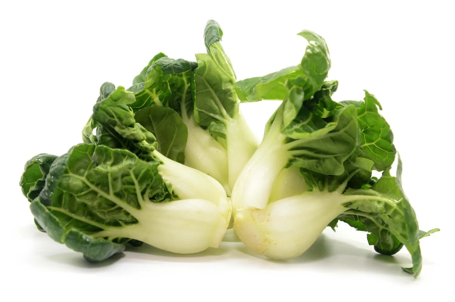1000 Extra Dwarf Bok Choy/Pak Choi Seeds for Planting – Heirloom, Non-GMO, USA Grown, Premium Waterproof Protective Packaging - Grows 4" Tall by RDR Seeds