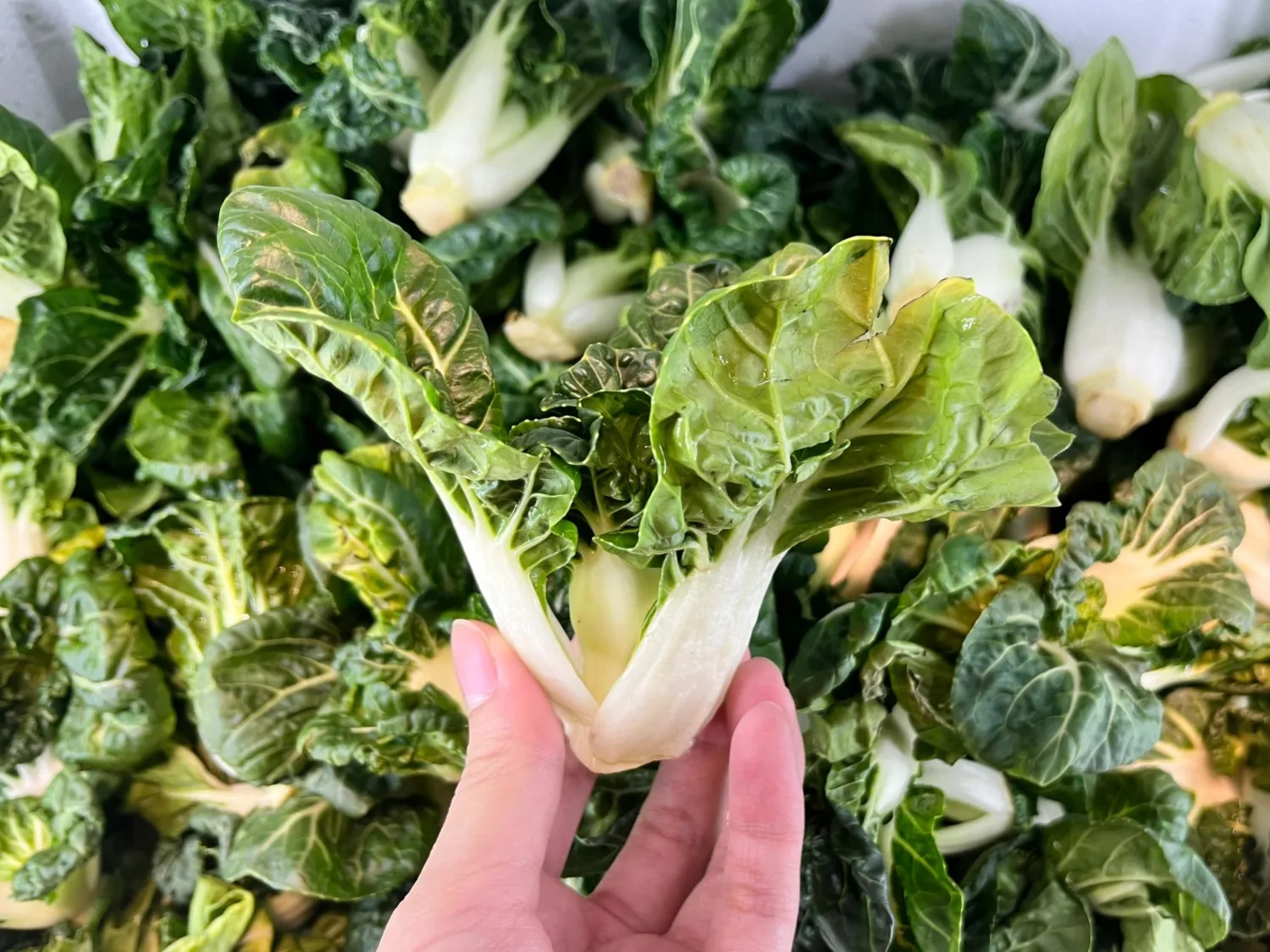 1000 Extra Dwarf Bok Choy/Pak Choi Seeds for Planting – Heirloom, Non-GMO, USA Grown, Premium Waterproof Protective Packaging - Grows 4" Tall by RDR Seeds