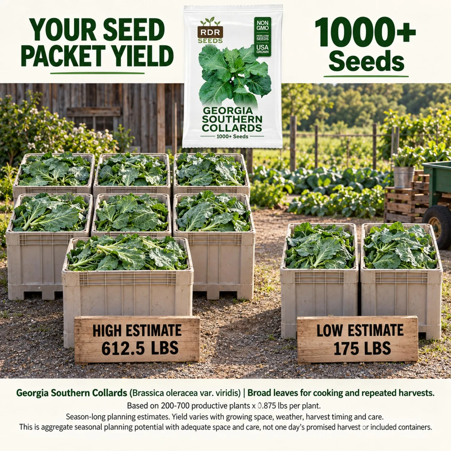 1000+ Georgia Southern Collard Greens Seeds for Planting - Heirloom, Non-GMO, USA Grown