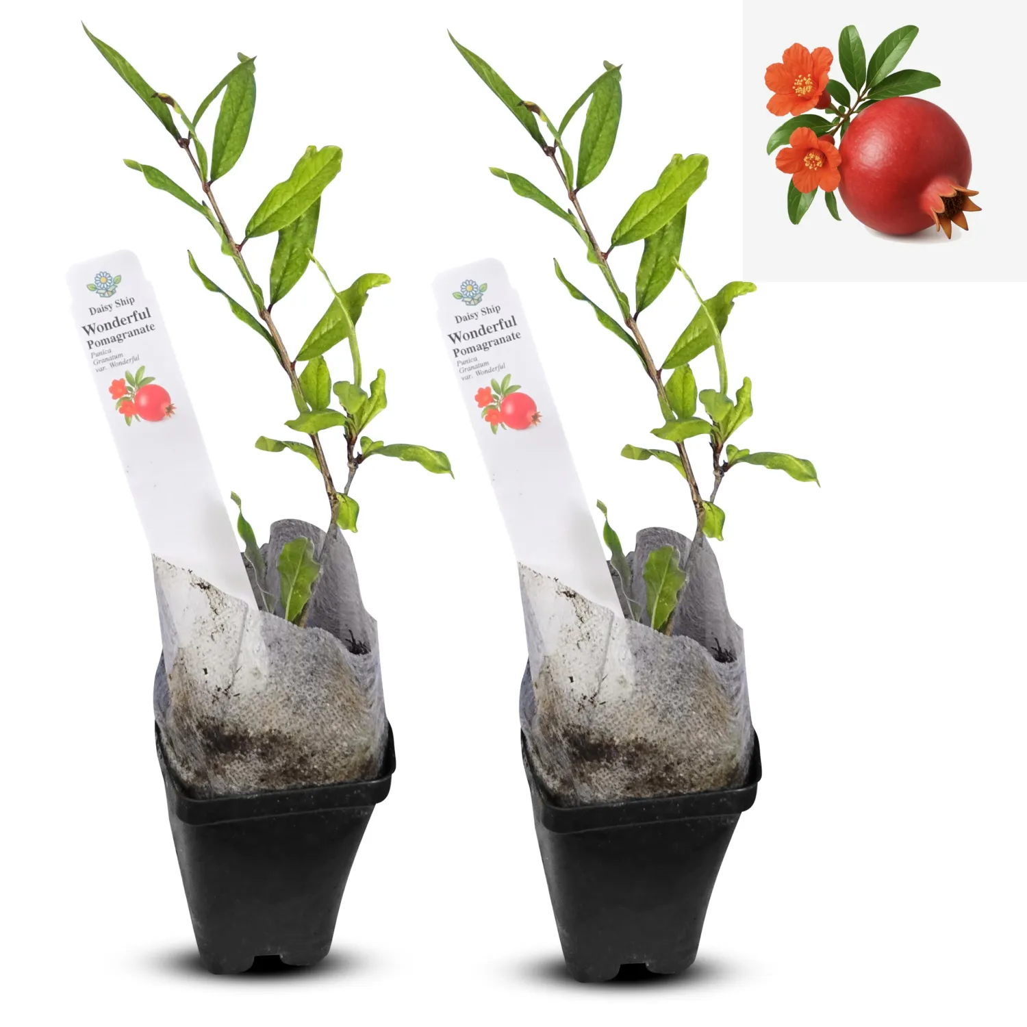 Wonderful Pomegranate - 2 x 2 inch Cups