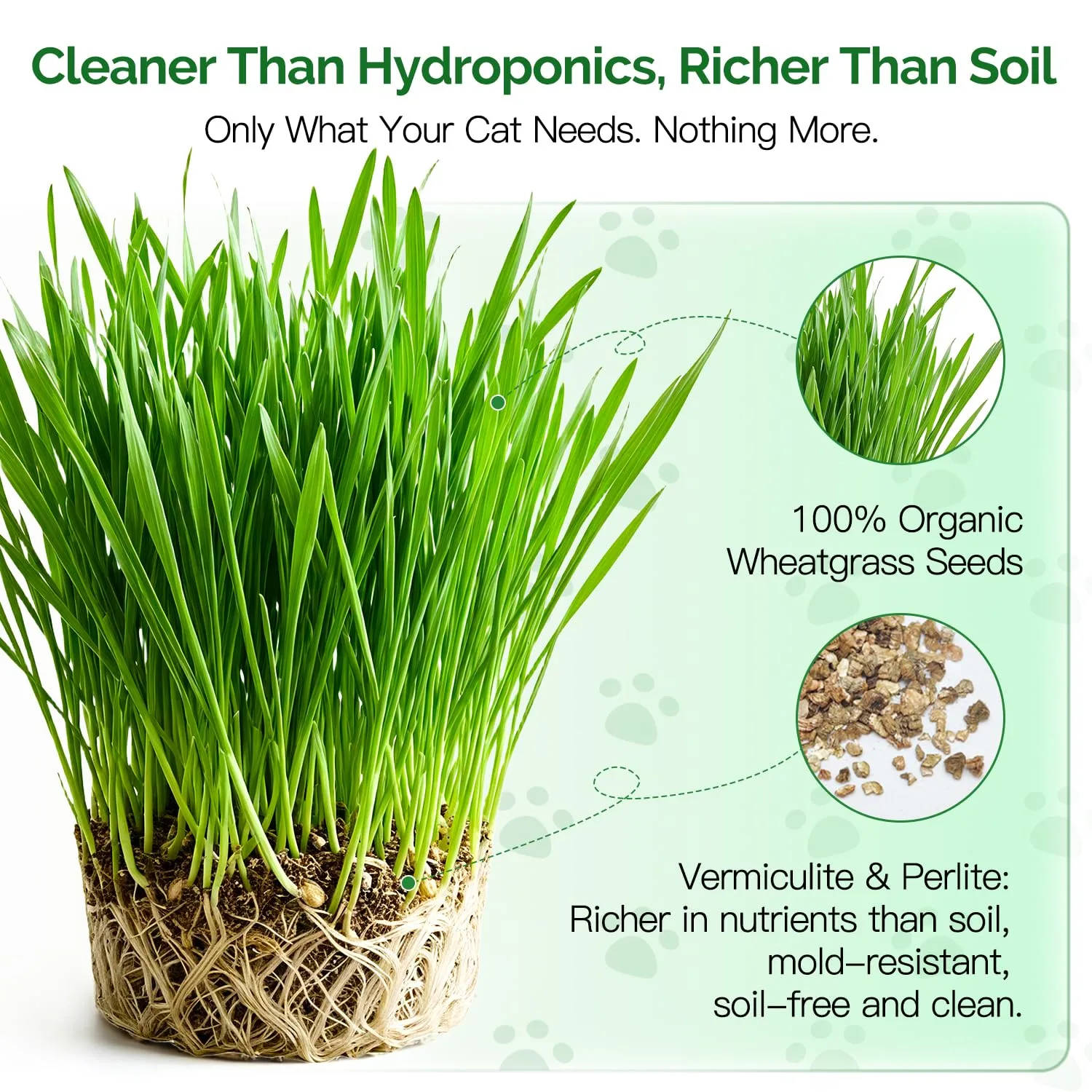 Cat Grass Growing Kit – 6 Cans, Non-GMO Organic Wheat Seeds